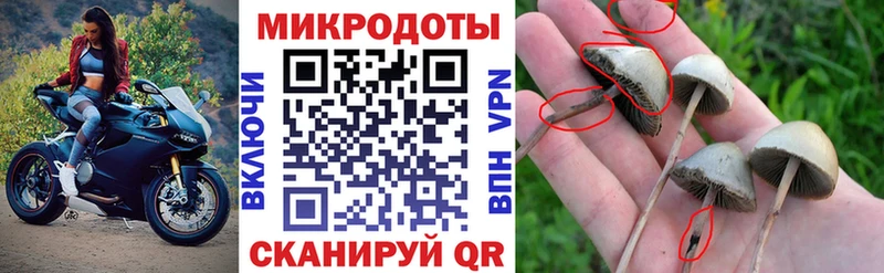 Псилоцибиновые грибы Psilocybe  blacksprut ТОР  Новомичуринск 